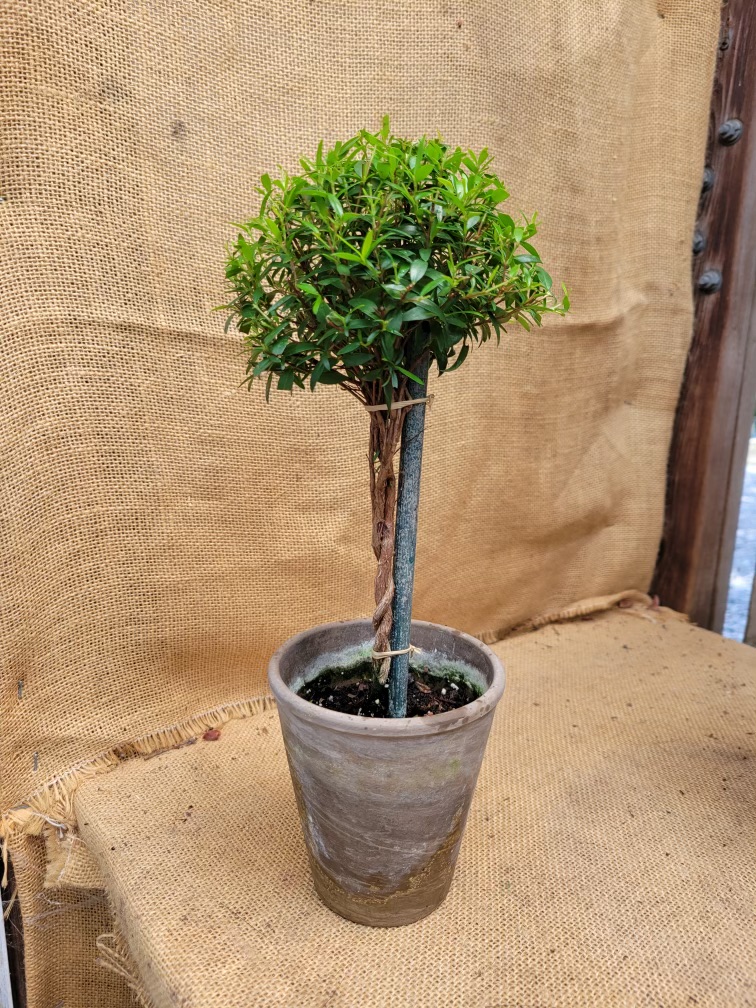 Myrtle