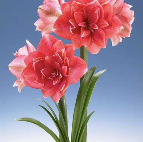 Amaryllis double dream