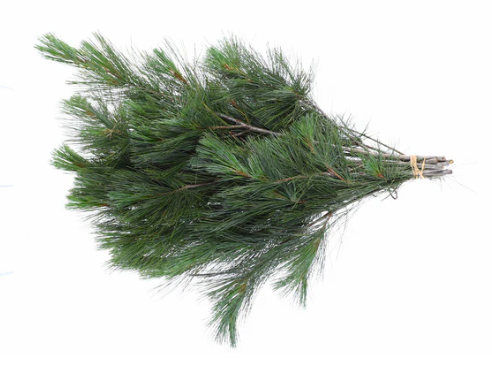 White Pine Bunch