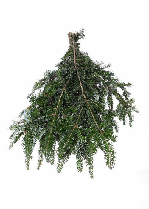 Fraser fir Bunch