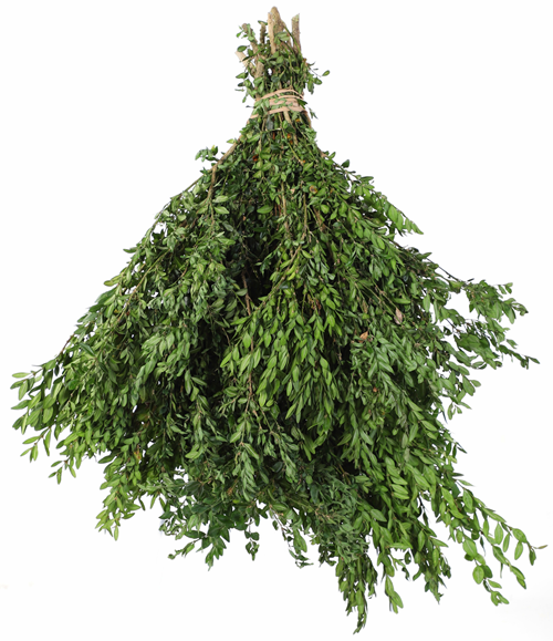 Fraser fir Bunch