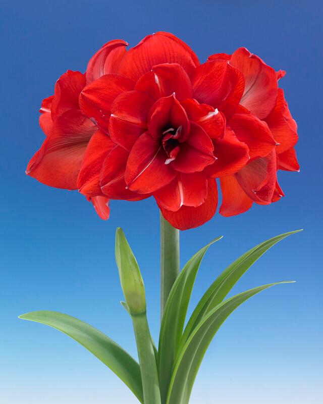 Red Amaryllis
