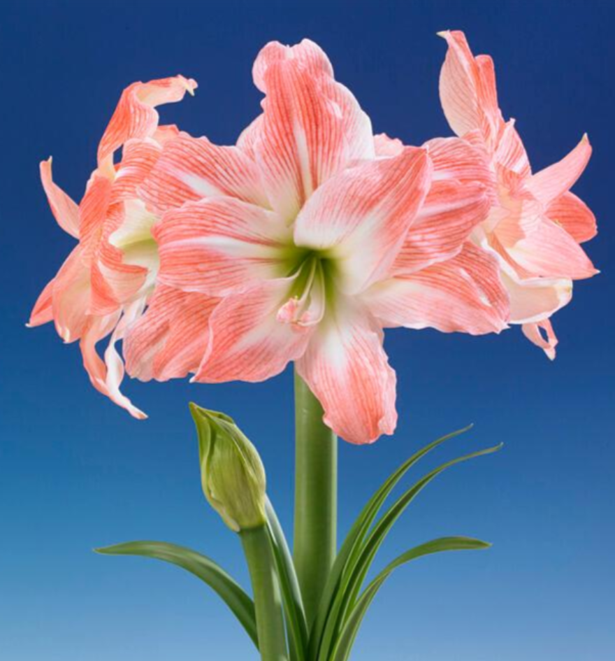 Pink Amaryllis