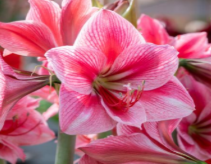 Gervase